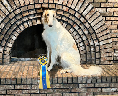 Top Obedience Borzoi 2023